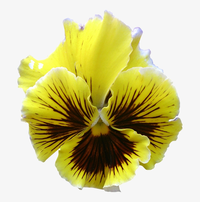 Fleur5 Pensee Photog - Pansy, transparent png #5497867