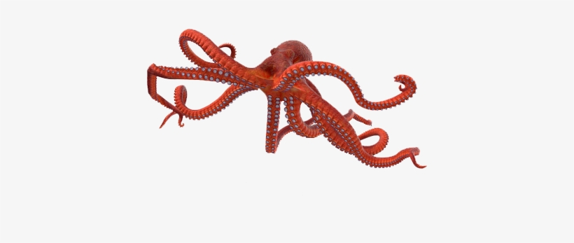 Octopus Png Photo Background - Octopus, transparent png #5498503