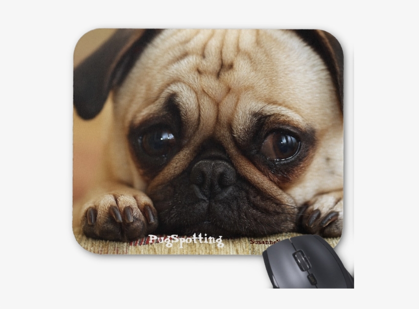Pugspotting Pug Head Shot Mouse Pads - Dog And Cat Crying, transparent png #5498732