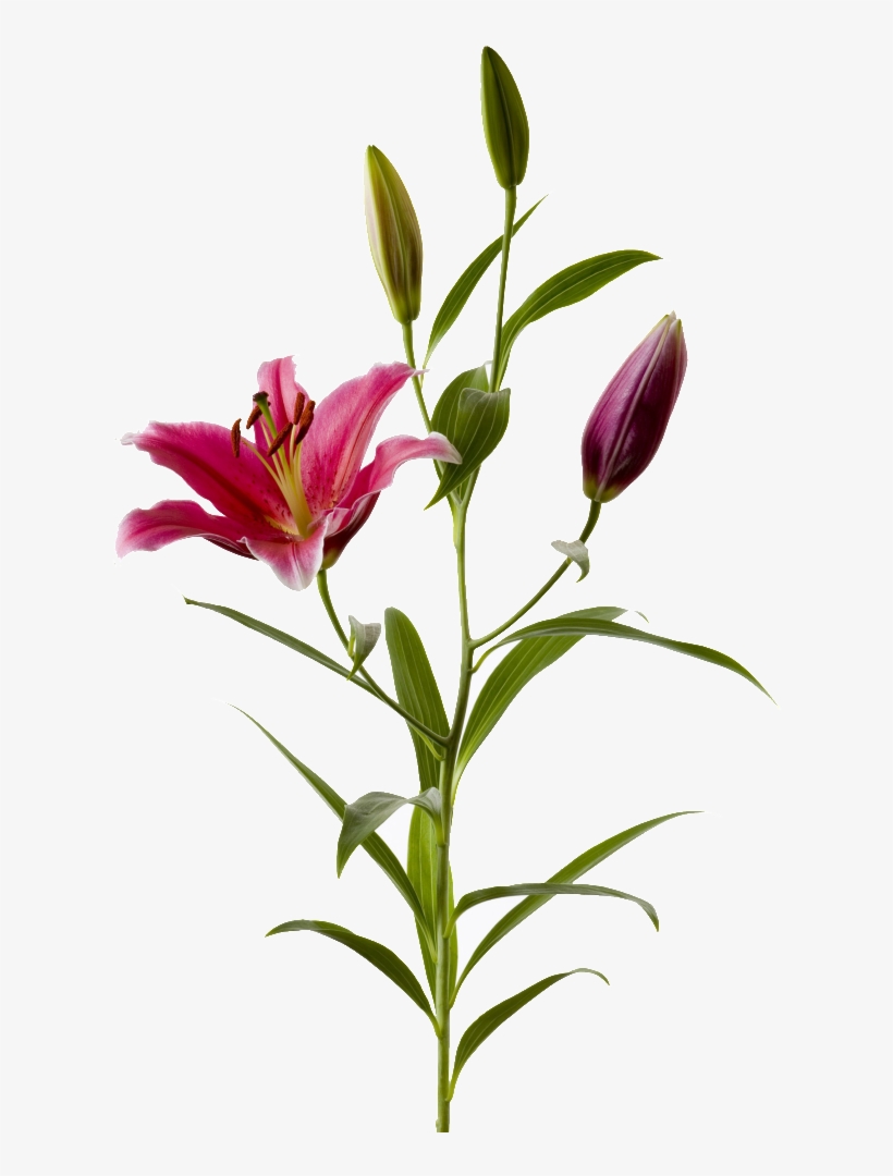 Lily - Stargazer Lily, transparent png #5499731