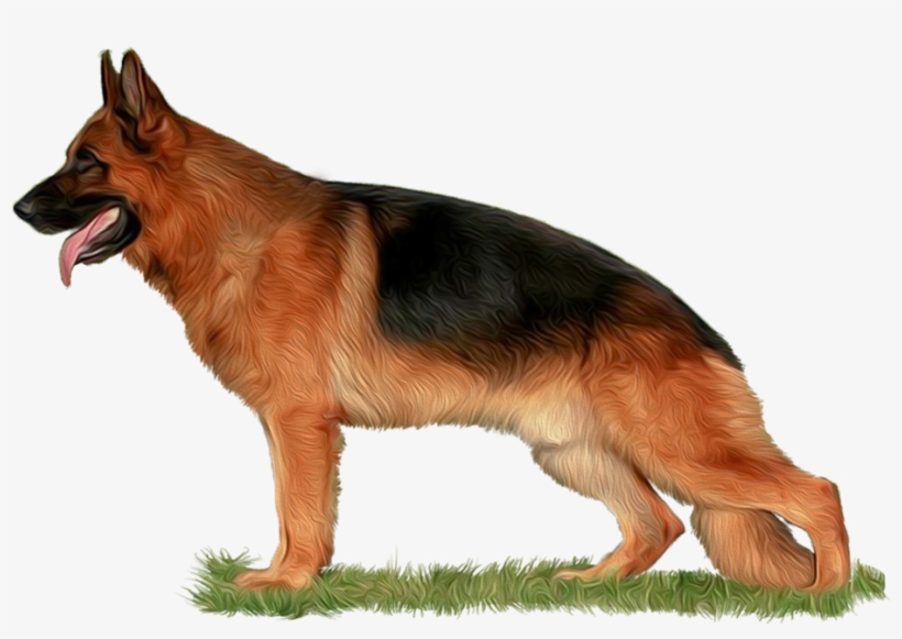 Png Freeuse Library The Home Of Babylonland Kennel - German Shepherd Dog Png, transparent png #550034