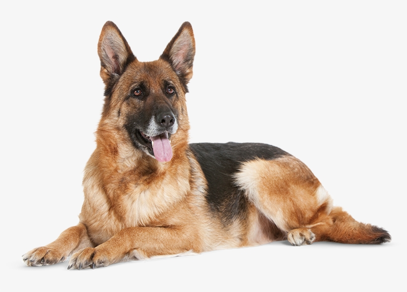 German Shepherds Are Usually Strong And Highly Intelligent - Mature Dog, transparent png #550053