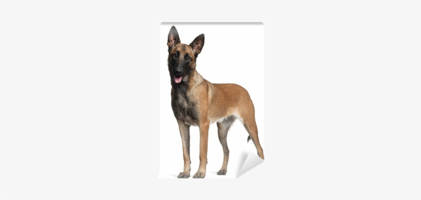 German Shepherd, 1 Year Old, Standing Wall Mural • - K9 Dog, transparent png #550080