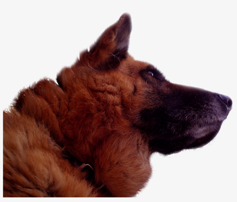 German Shepherd , Deutscher Schäferhund ( - German Shepherd, transparent png #550323