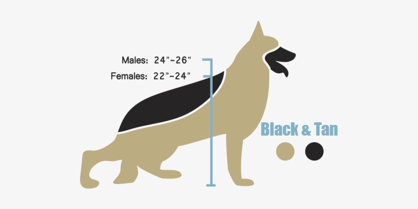 The American Line German Shepherd Height And Weight - White German Shepherd Height, transparent png #550341