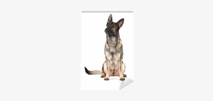 German Shepherd, transparent png #550342