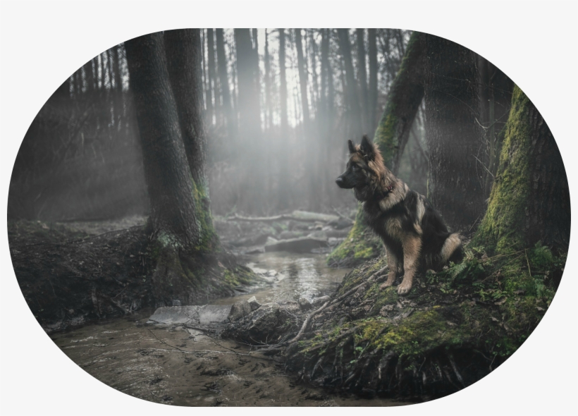 226898 Animals Dog Forest German Shepherd Moss - Dog, transparent png #550358