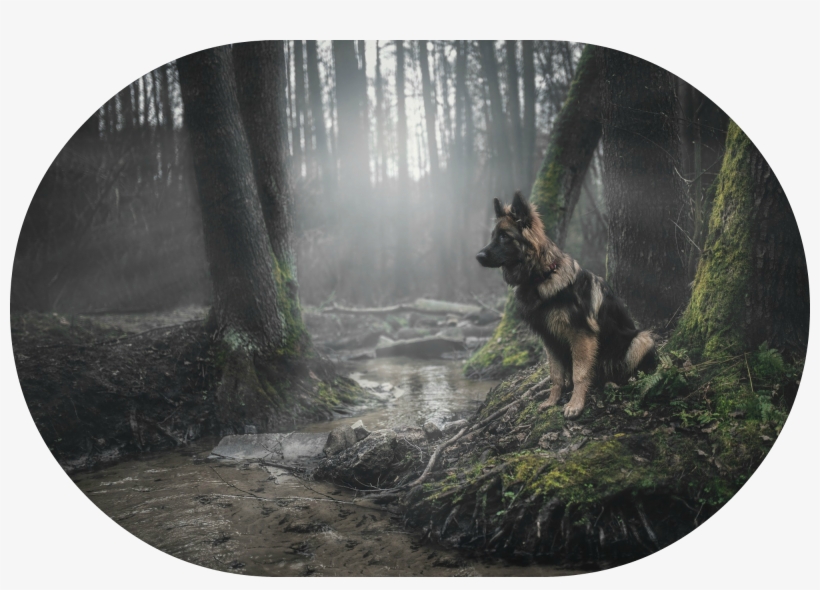 226898 Animals Dog Forest German Shepherd Moss - Dog, transparent png #550358