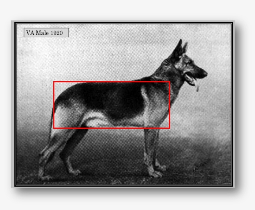 Dog Has Been Man S Best Friend For Years Dna Study - German Shepherd Work Line Vs Show Line, transparent png #550437