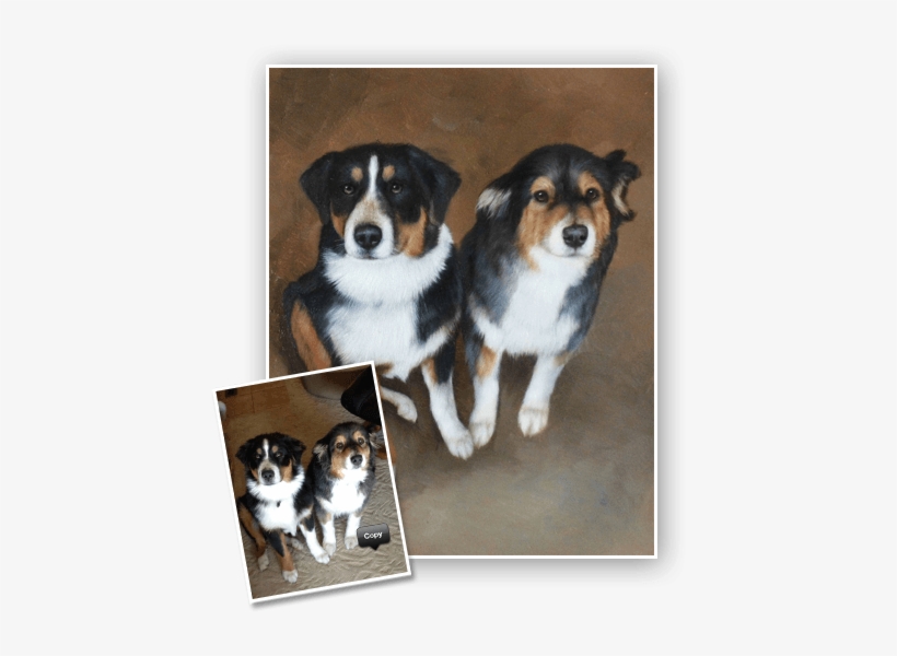 Pet Portrait Sketch - Australian Shepherd, transparent png #550456