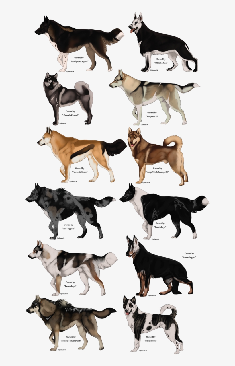 Easy Wolf Drawing Pictures And Cliparts Download Free  Anime Wolf Drawing  Easy HD Png Download  Transparent Png Image  PNGitem