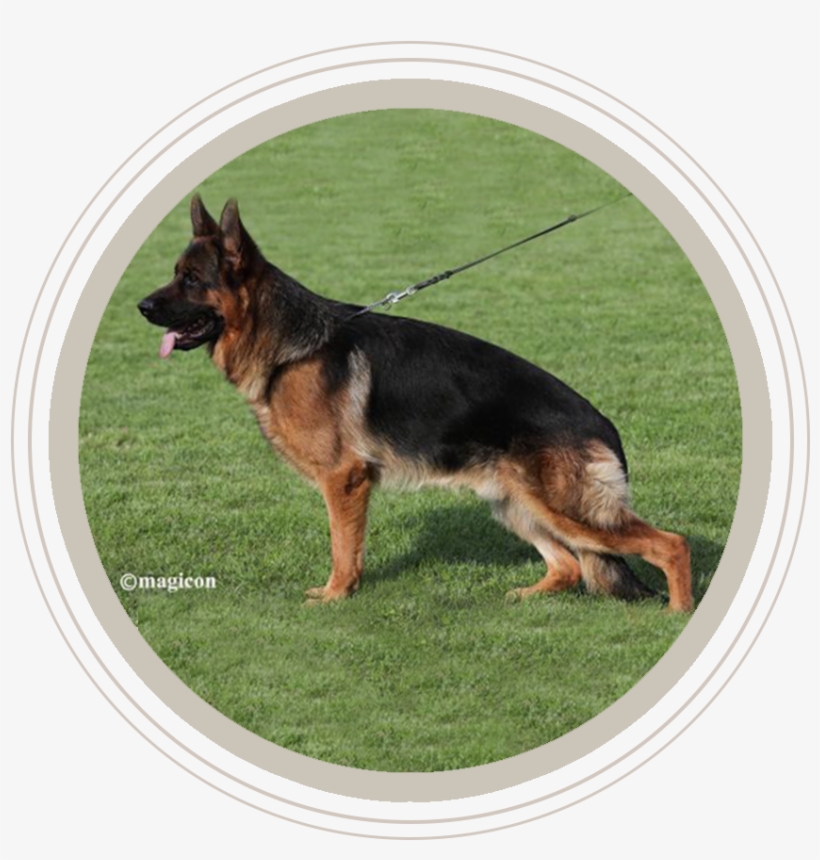 Our Dogs - Puppies German Shepherd, transparent png #550515