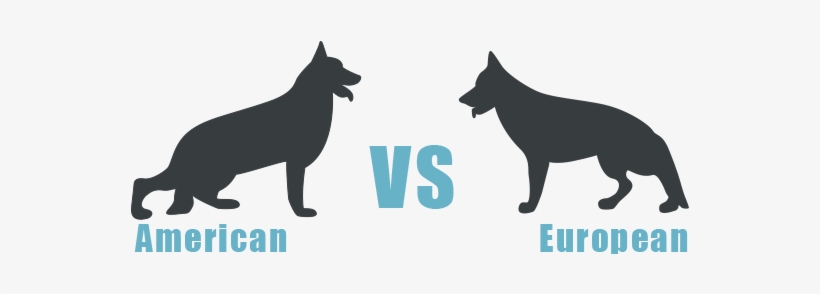 The Difference Between American And European Showline - European German Shepherd Vs American German Shepherd, transparent png #550645