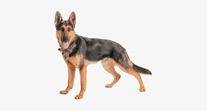 Looking For A German Shepherd Dog Puppy Or Dog In California - Jm Blankets German Shepherd Fleece Throw Blanket 50, transparent png #551019