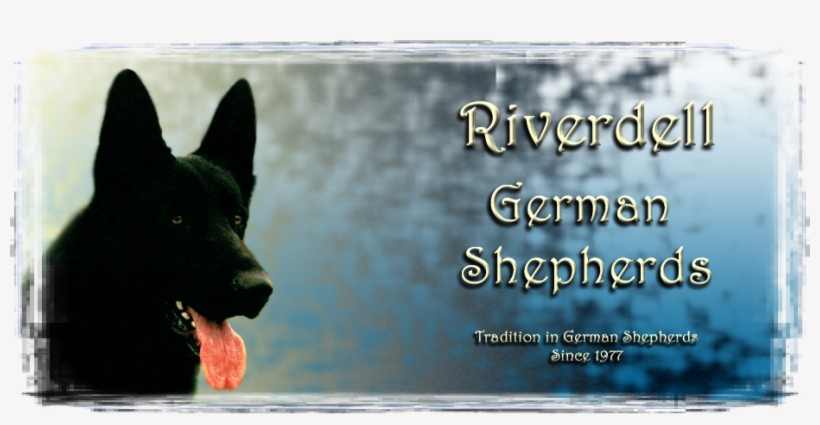 German Shepherd - Virginia, transparent png #551062