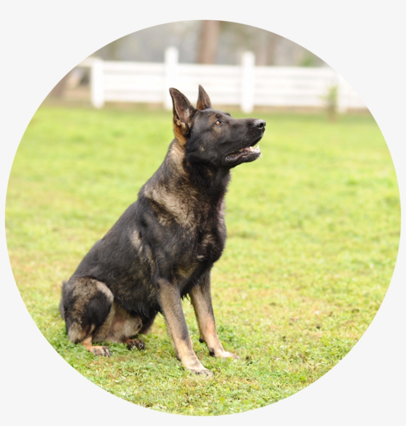 Arko - German Shepherd, transparent png #551064