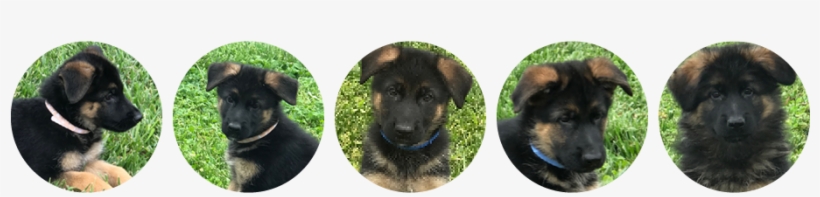 Von Picone Kennels Is A West German Show Line Breeder - Bohemian Shepherd, transparent png #551083