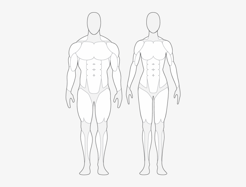 Human Body Front And Back Outline - Overweight Human Body, transparent png #551427