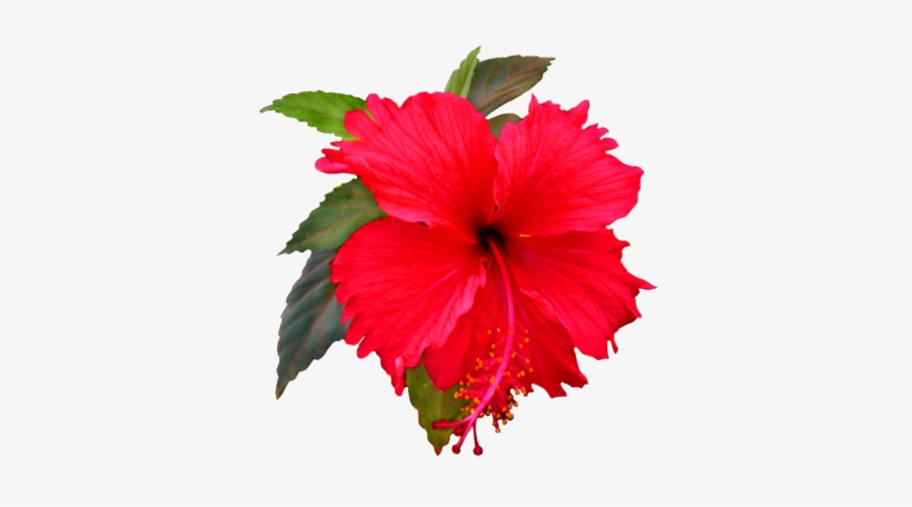 Beautiful Red Hibiscus Flower Png Trans Back - Shoe Flower Clip Art, transparent png #551486