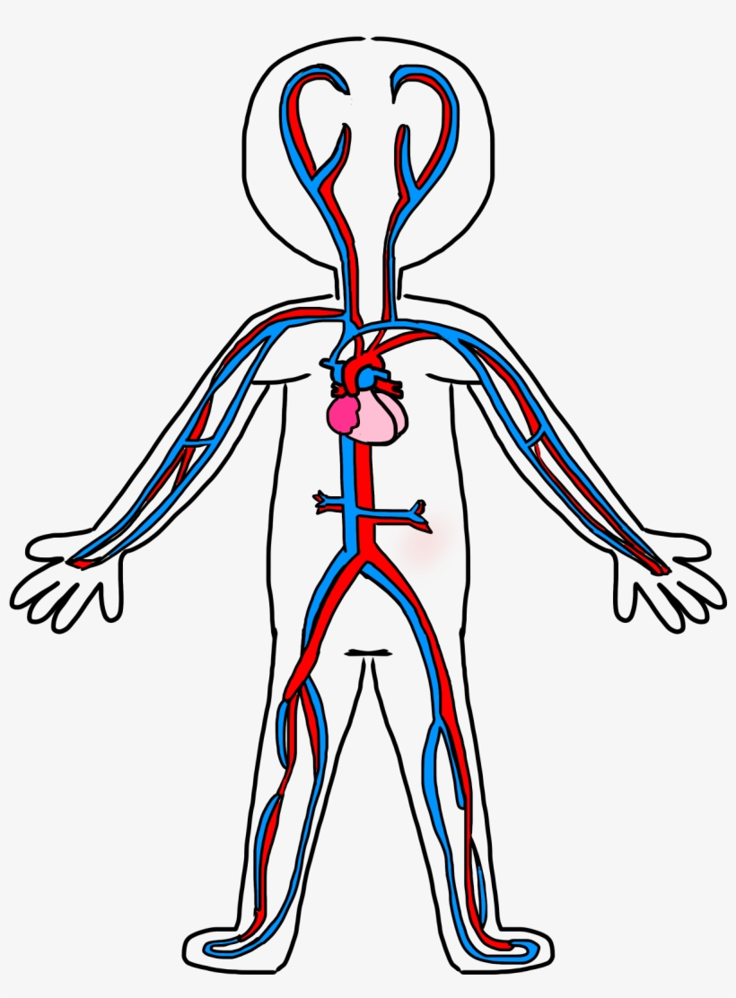 Circulatory System Drawing Kids - Circulatory System Easy To Draw, transparent png #551931