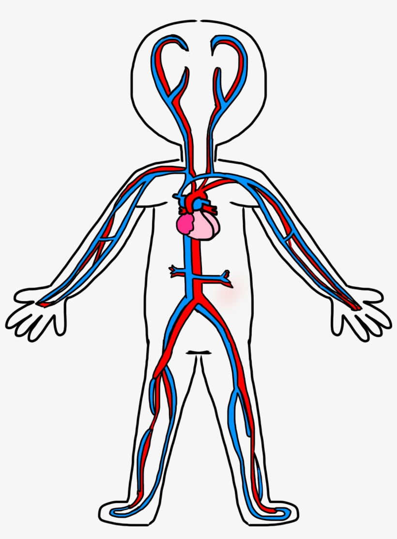 A Guide to Understand Digestion System with Diagram | EdrawMax Online