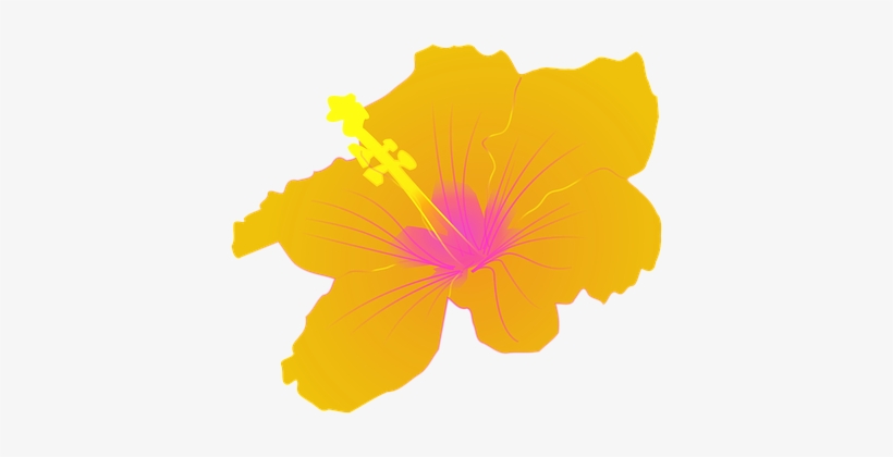 Hibiscus Flower Tropical Floral Petal Flor - Hibiscus Clip Art, transparent png #551963