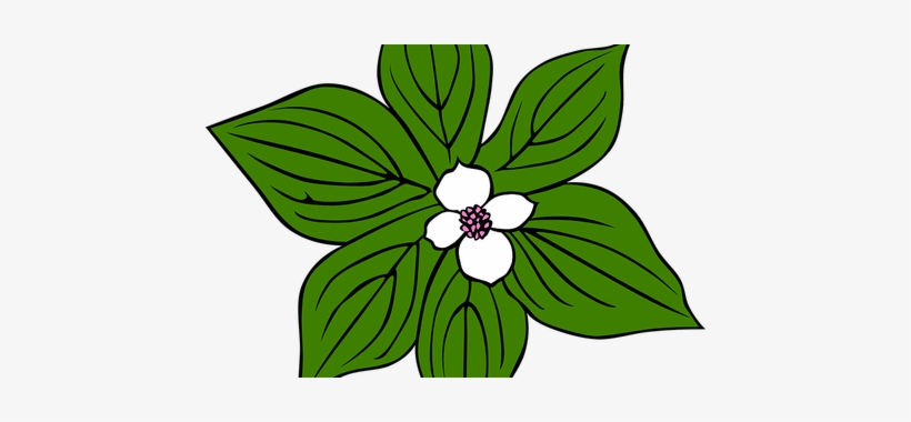 Dogwood Vector Watercolor - Rainforest Plants Clip Art, transparent png #552281