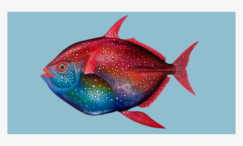 Sailfin Art - Home, transparent png #552375