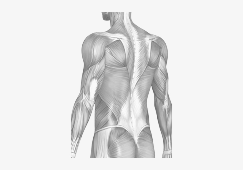 Thurston Drive - Throwing A Football Muscles, transparent png #552655