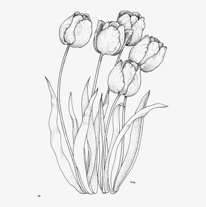 Flower195 - Tulip Coloring Pages For Adults, transparent png #552776