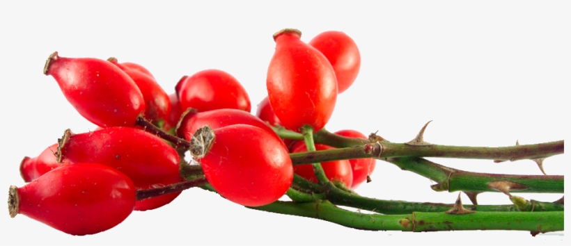 Herb & Hedgerow Rosehips - Radha Rosehip Oil Acne, transparent png #552929