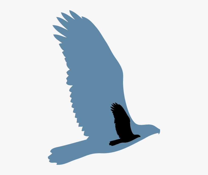 Scars Of War Foundation Was Established In December - Hawk, transparent png #552944