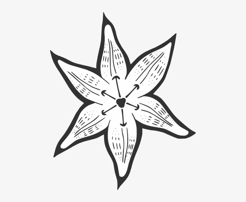 Flor De Cafe Vector, transparent png #553071