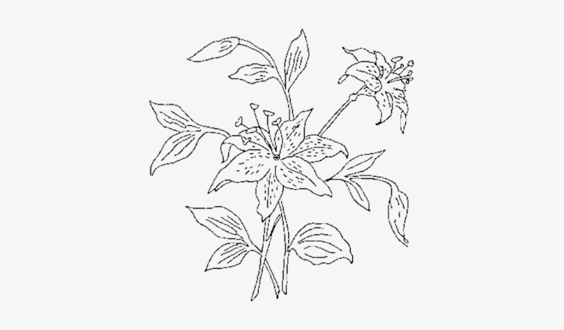 Flower Outline Png - Tiger Lily Drawing, transparent png #553328