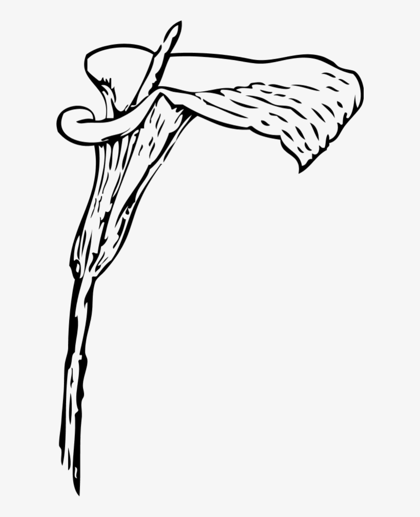 Vector Clip Art - Calla Lily Clip Art, transparent png #553355