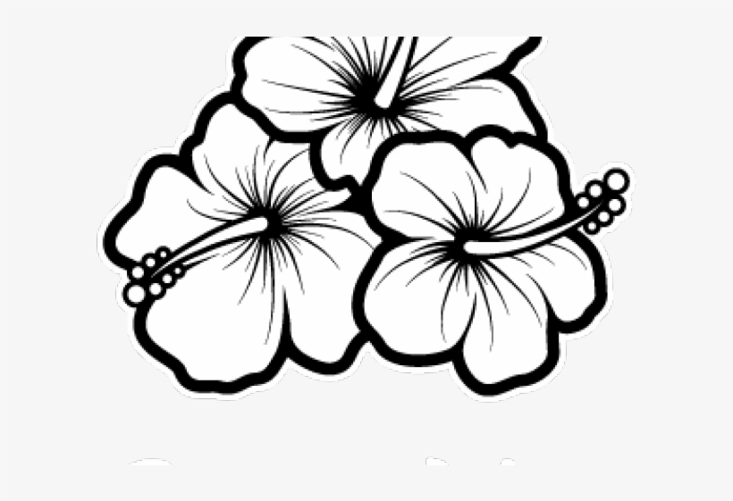 Hibiscus Drawing, transparent png #553356