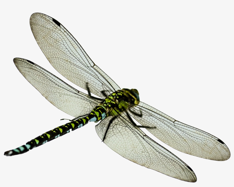Dragonfly Png, transparent png #555011