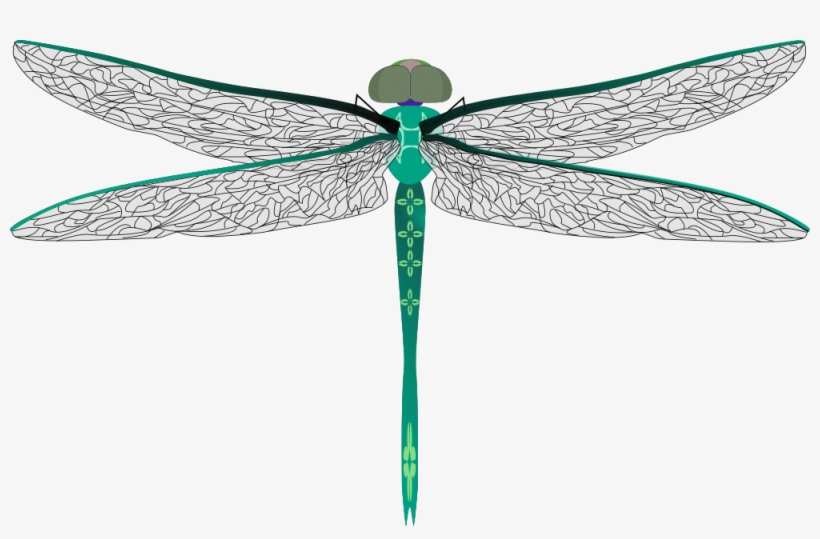 Dragonfly Png, transparent png #555096