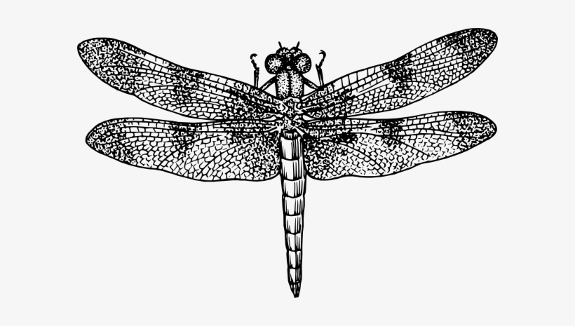 Free Vector Dragonfly Clip Art - Dragonfly Black And White, transparent png #555098