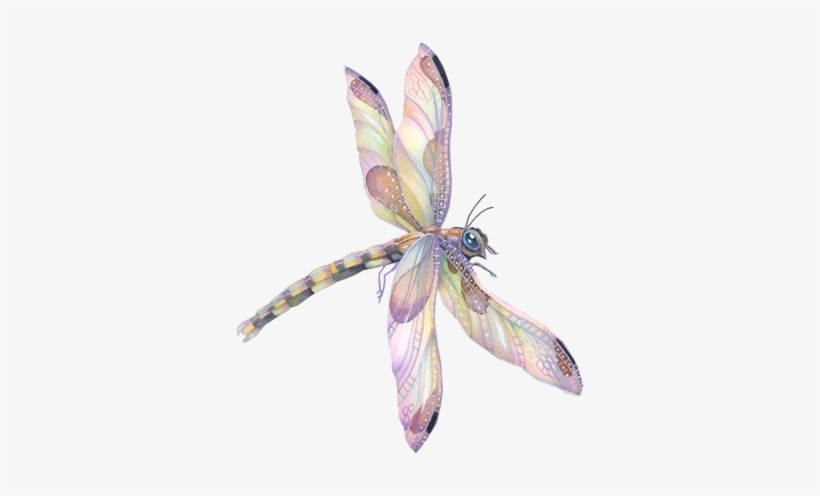 3 - Dragonfly, transparent png #555101