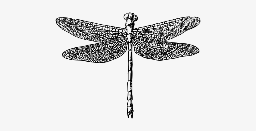 Animal Dragonfly Fly Insect Wings Dragonfl - Black And White Dragonfly Png, transparent png #555142