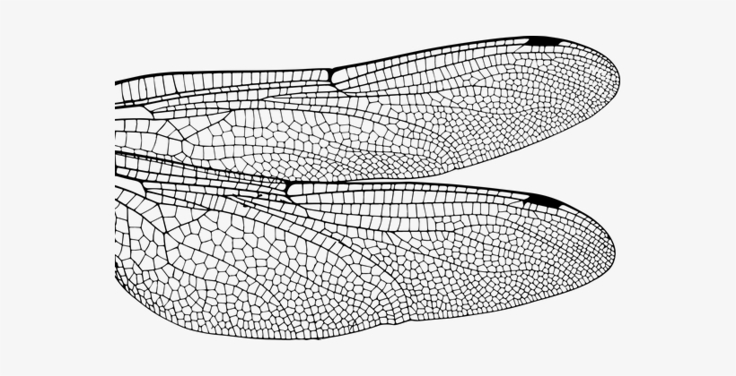 Dragonfly Wing Bug Insect Fly Nature Damse - トンボ の 羽, transparent png #555256