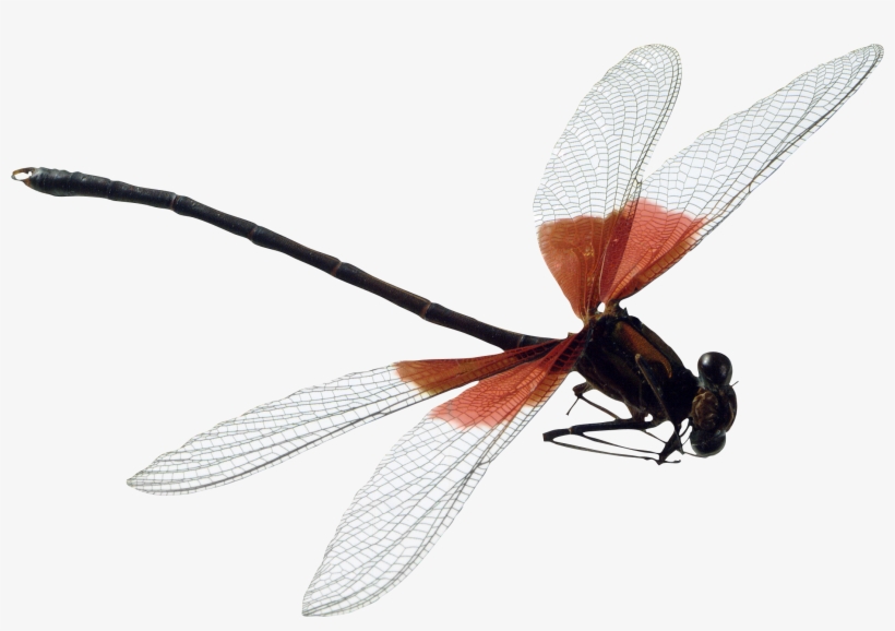 Dragonfly Png, transparent png #555400