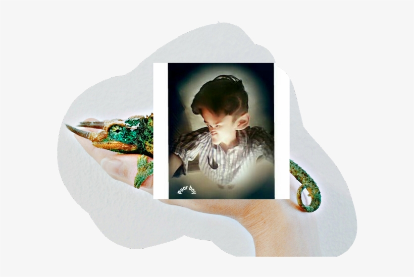 Alligator, transparent png #555665