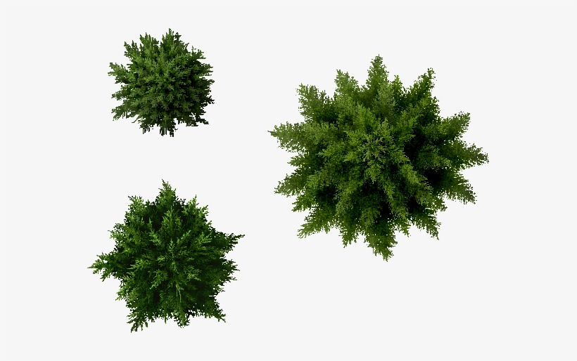 Landscape Designs Plants Furniture Pine Tree Plan Png Free 