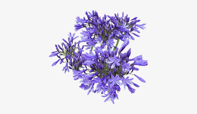 Agapanthus Star Series - Agapanthus Top View Png, transparent png #557397