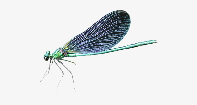 Dragonfly Png Transparent, transparent png #557845