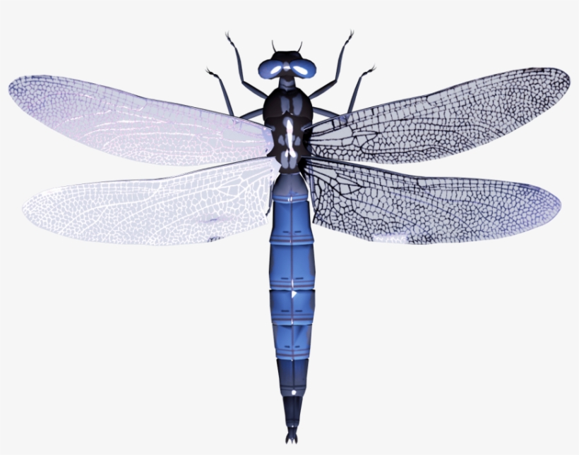 Free Png Dragonfly Png Images Transparent - Dragonfly Png, transparent png #557867