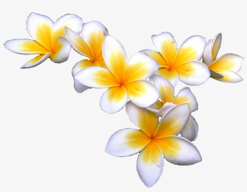 Tropical Flower Pics - Frangipani Transparent, transparent png #558144