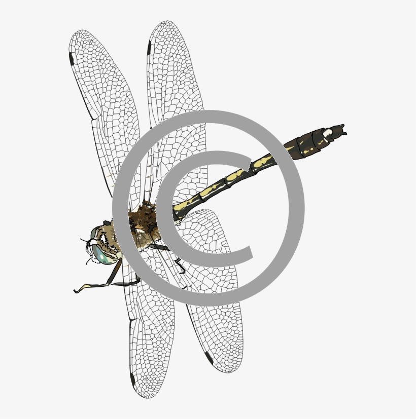Dragonfly - Png - Illustration, transparent png #558507